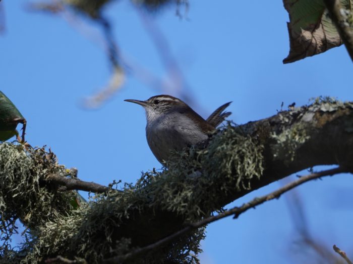 Bewick's Wren