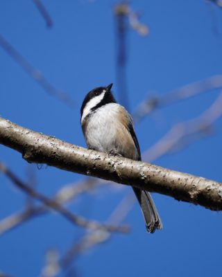 Black-capped Chickadee