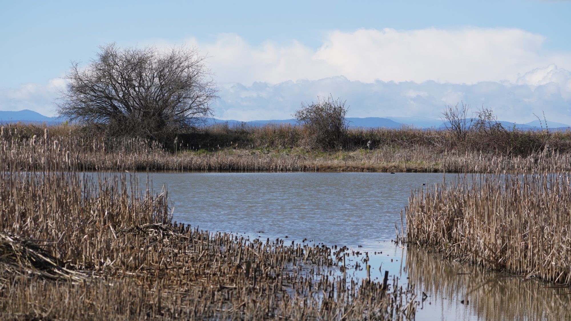 Reifel Pond