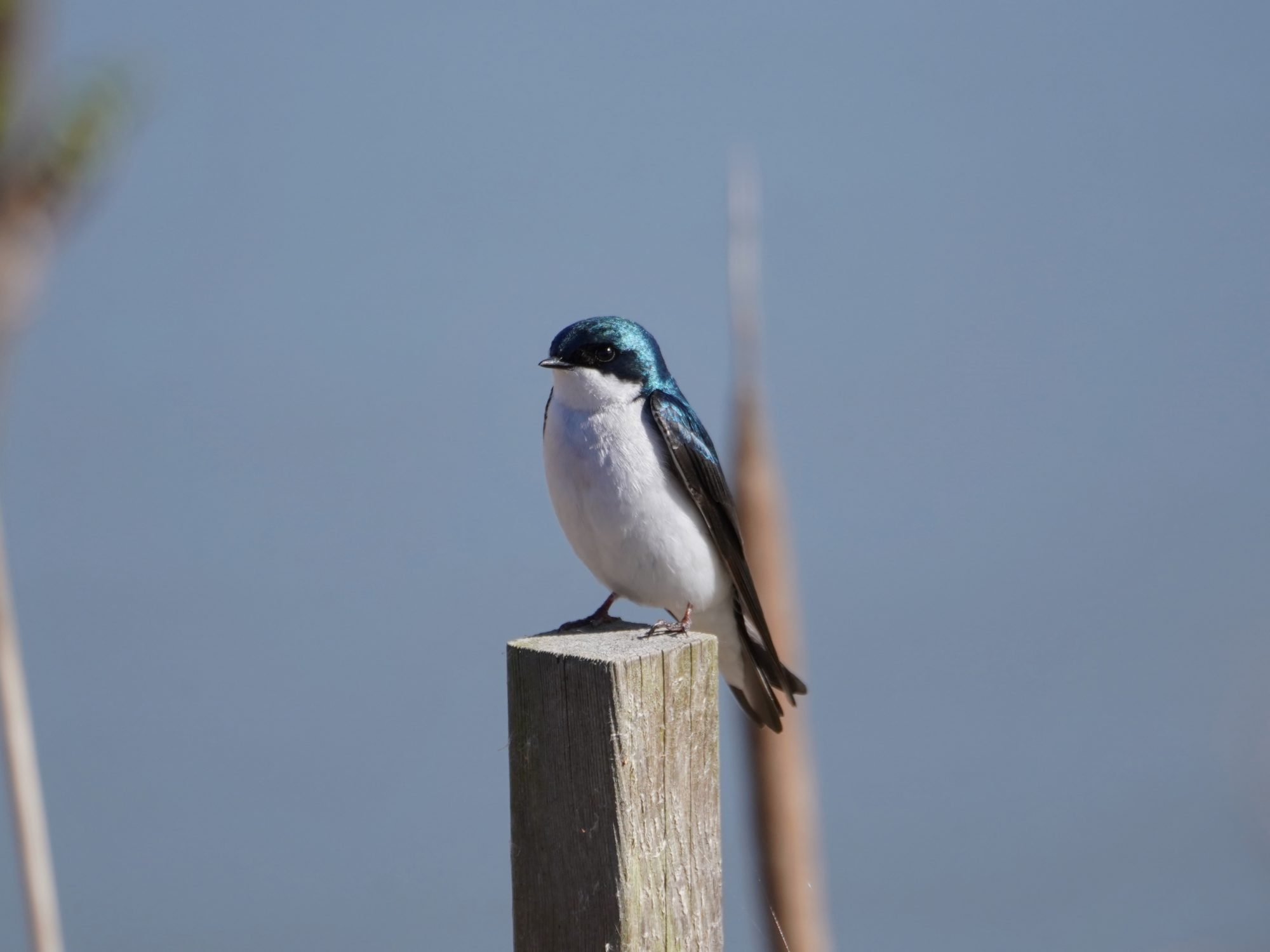 Tree Swallow