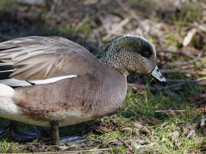 American Wigeon