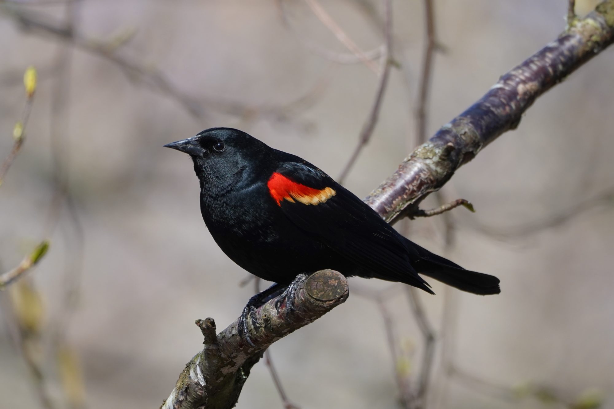 Red-winged Blackbird