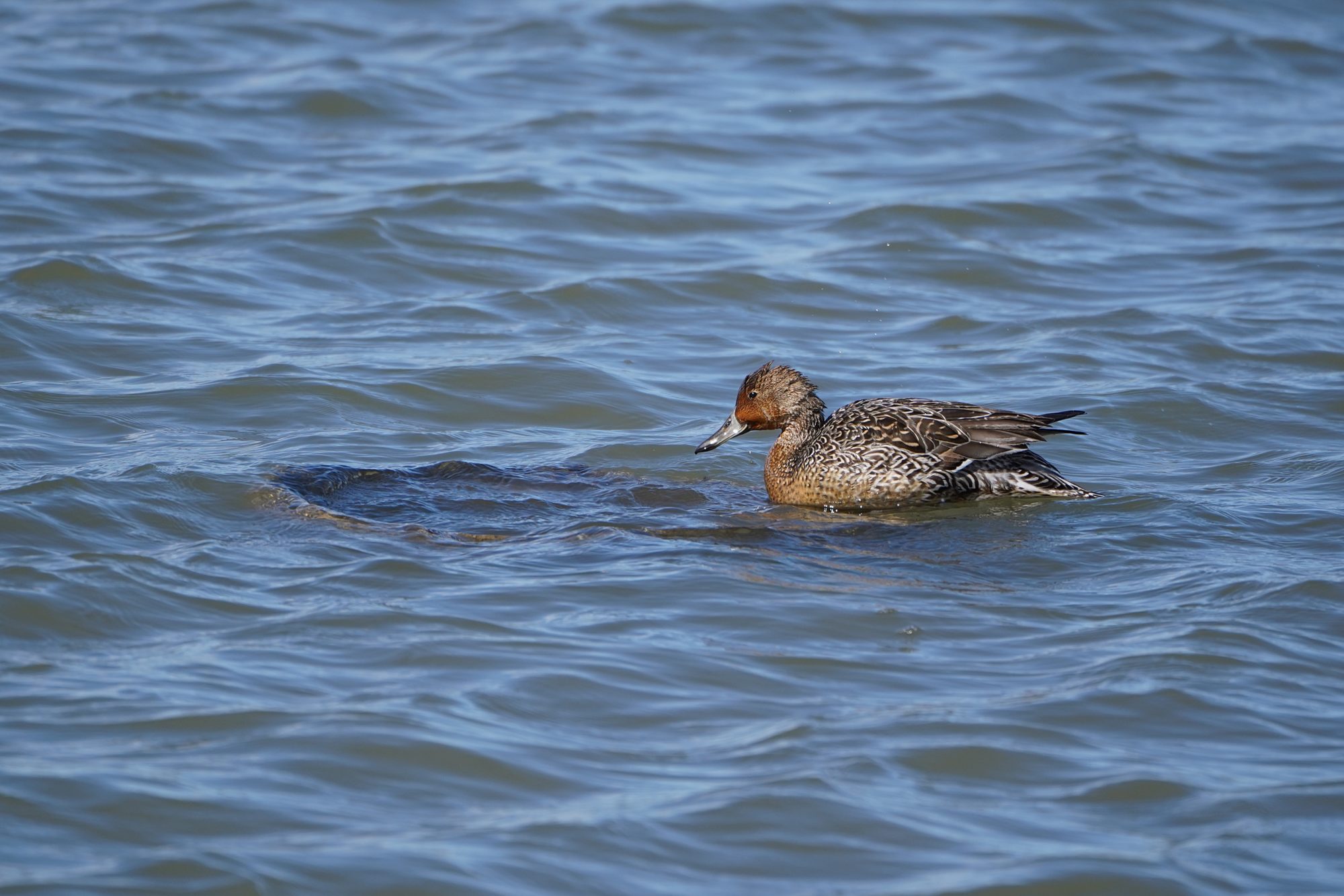 Northern Pintail, female