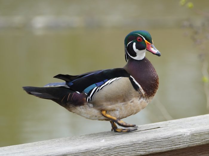 Wood Duck, male