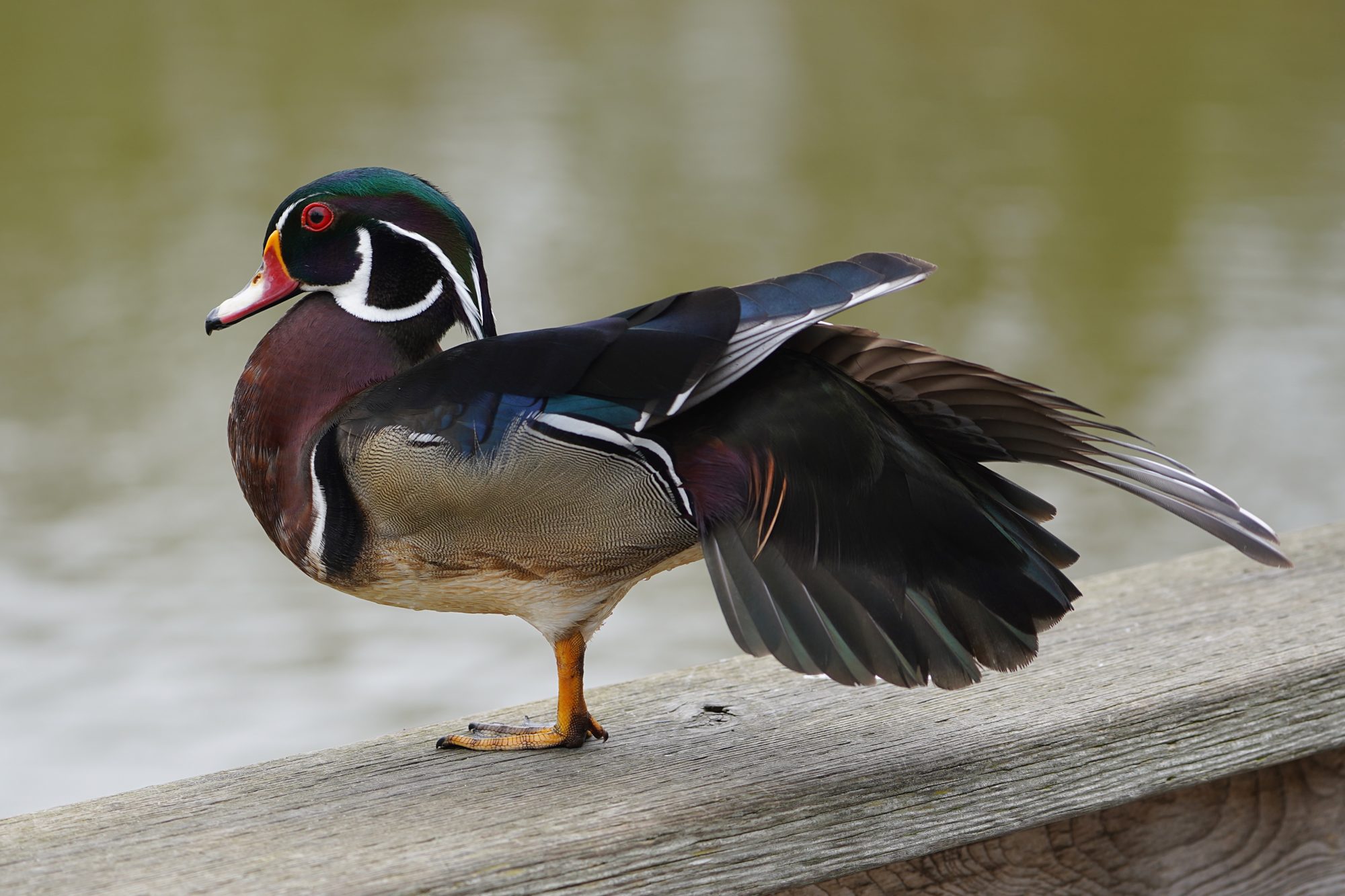 Wood Duck, male