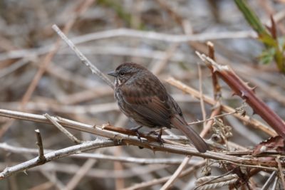 Song Sparrow