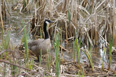 Canada Goose