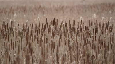 Cattails