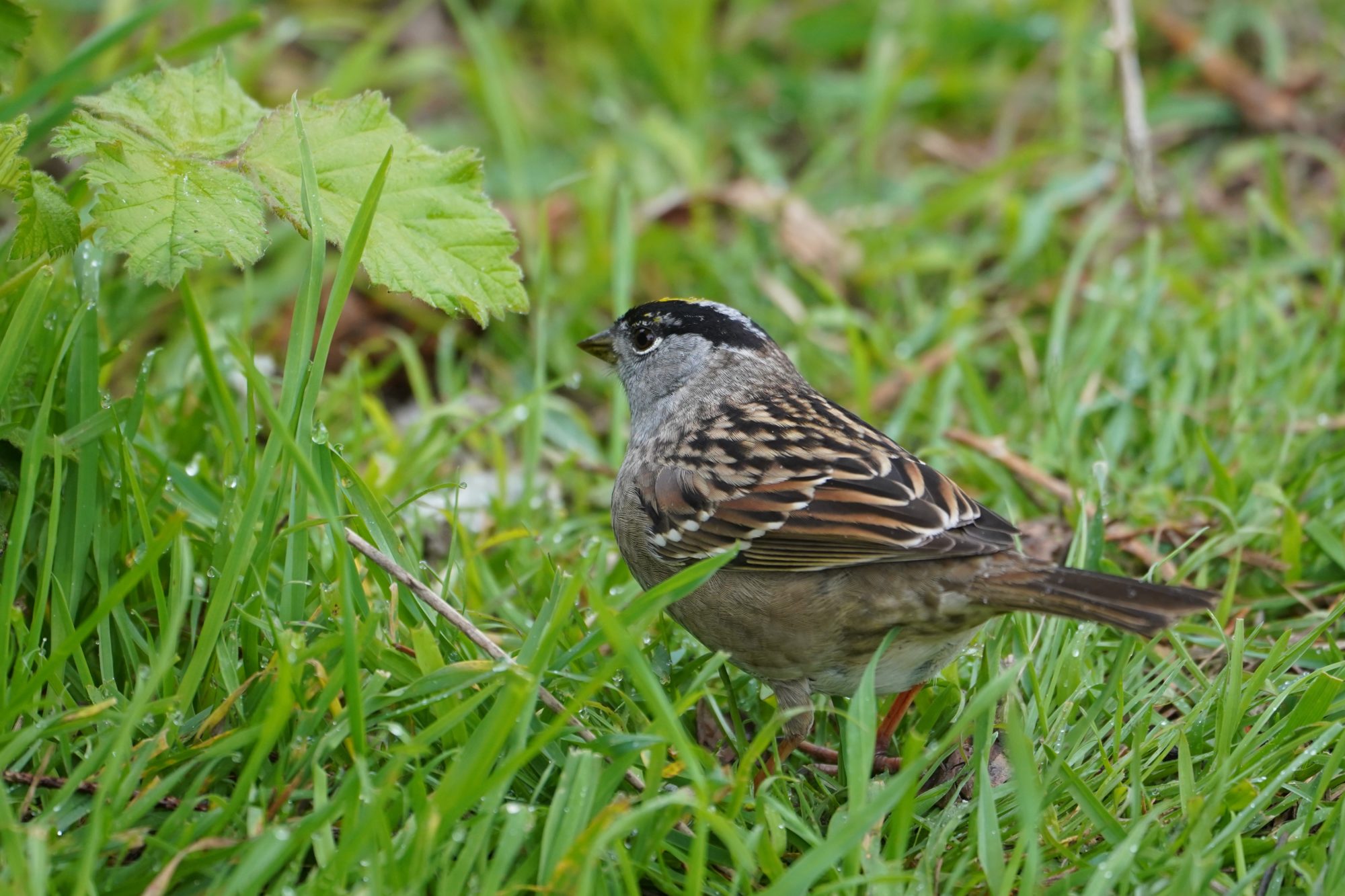 Golden-crowned Sparrow