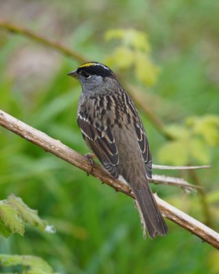 Golden-crowned Sparrow