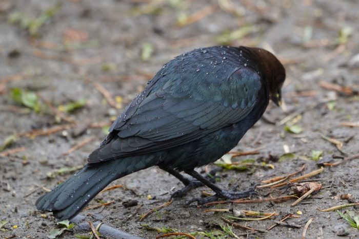 Brown-headed Cowbird, male