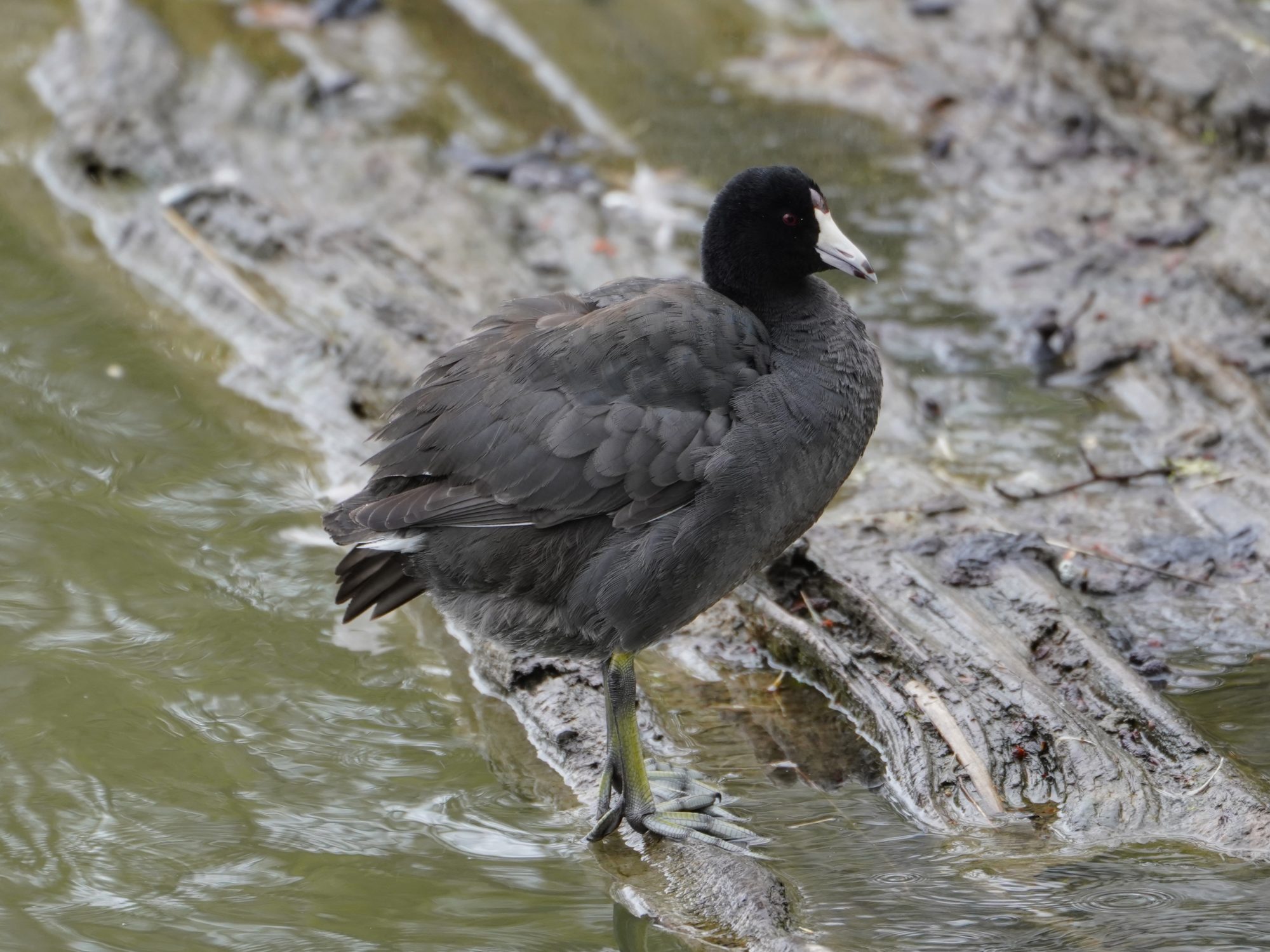 American Coot