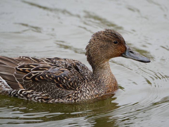 Northern Pintail, female