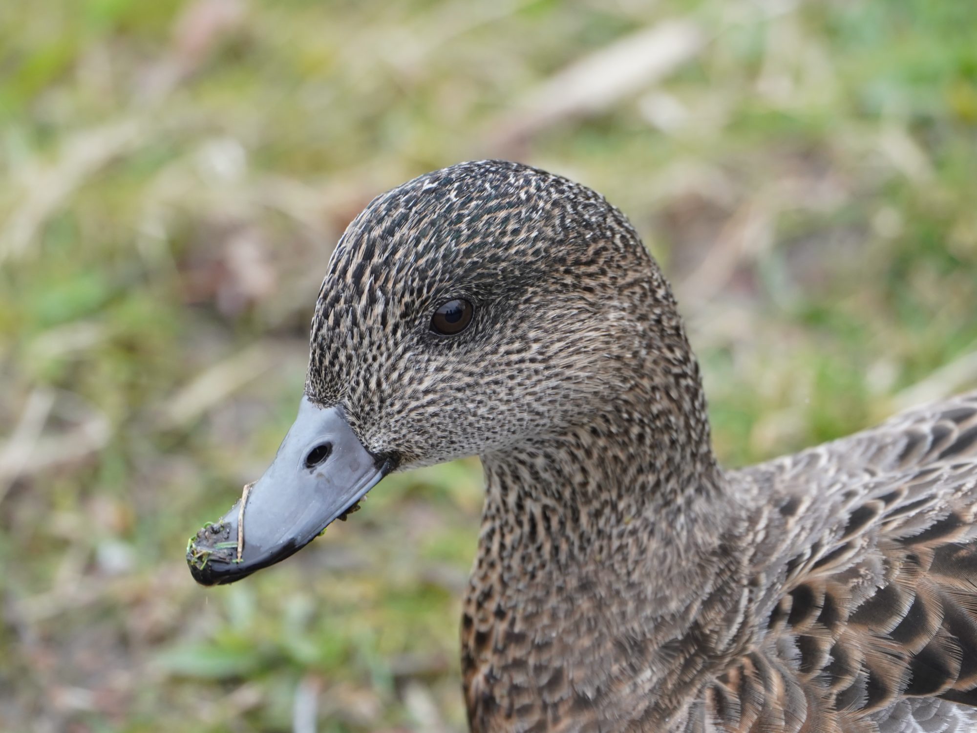 American Wigeon, female