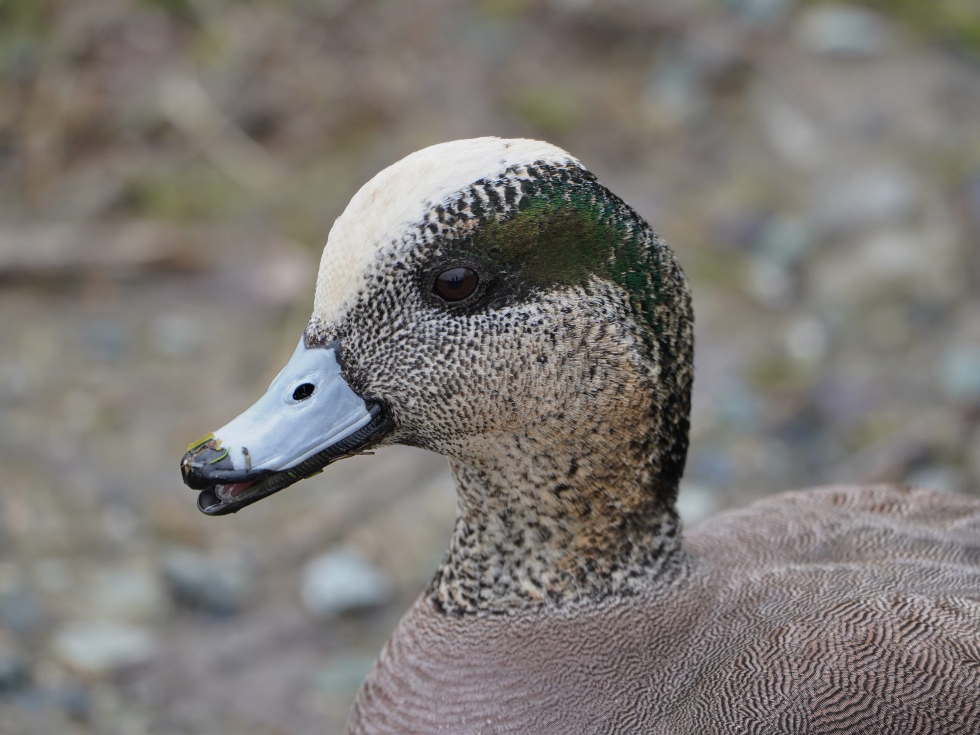 American Wigeon, male