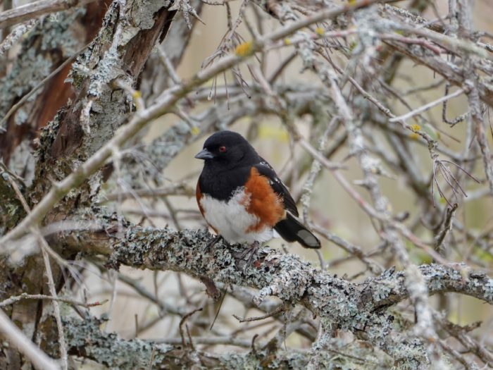 Spotted Towhee