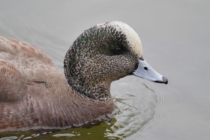 American Wigeon, male