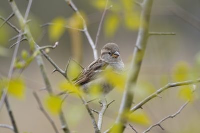 House Sparrow