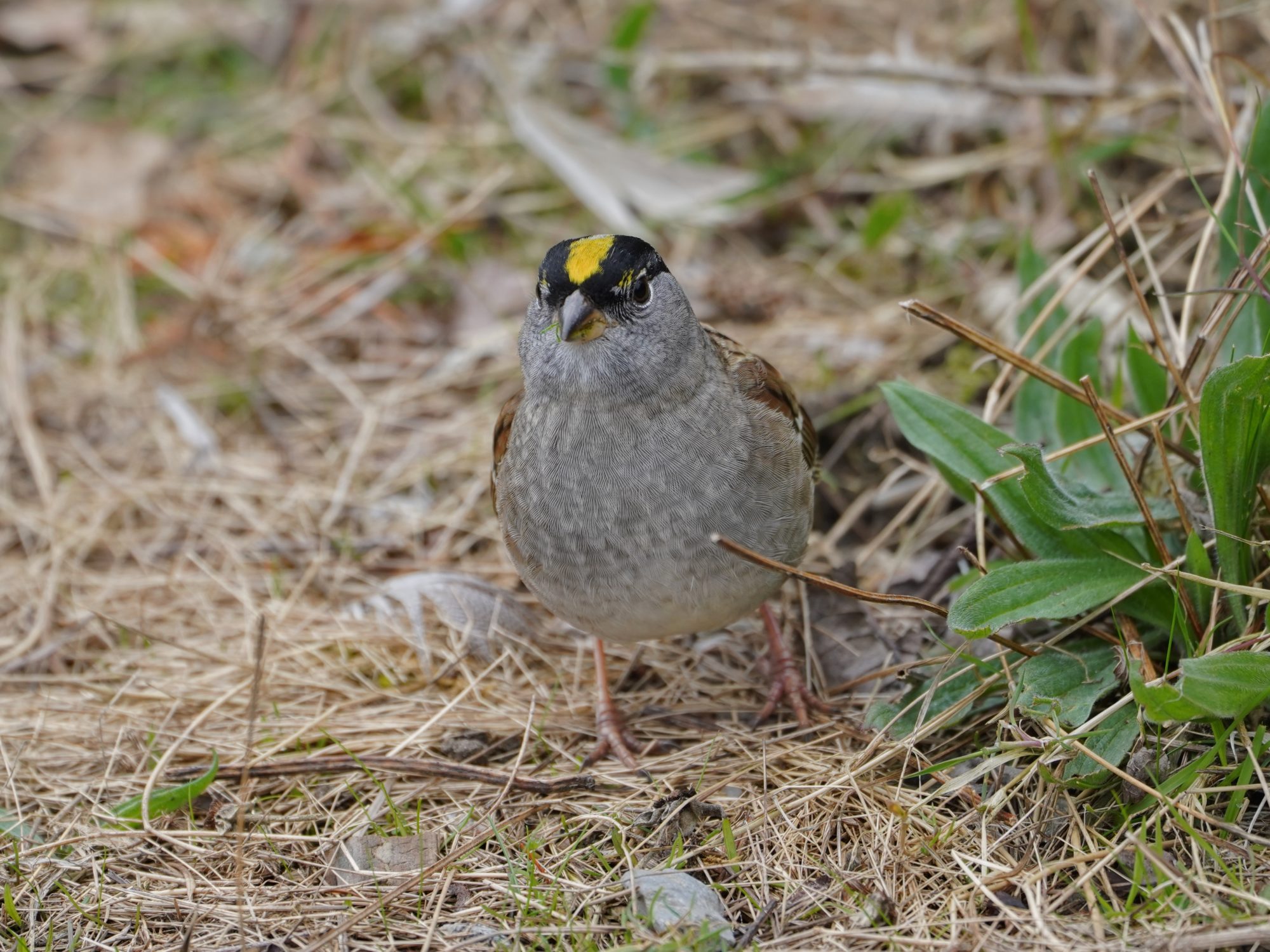 Golden-crowned Sparrow