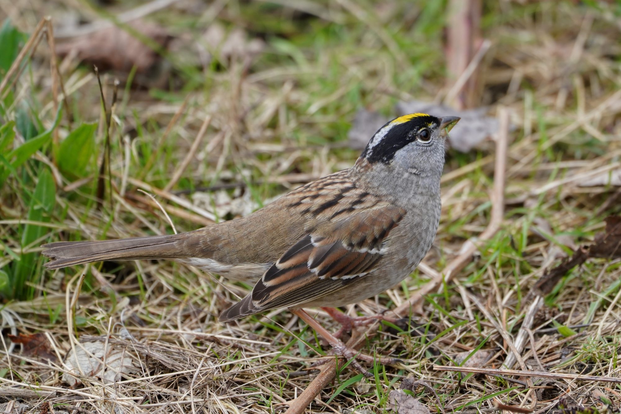 Golden-crowned Sparrow