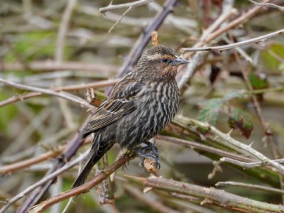 Red-winged Blackbird, female