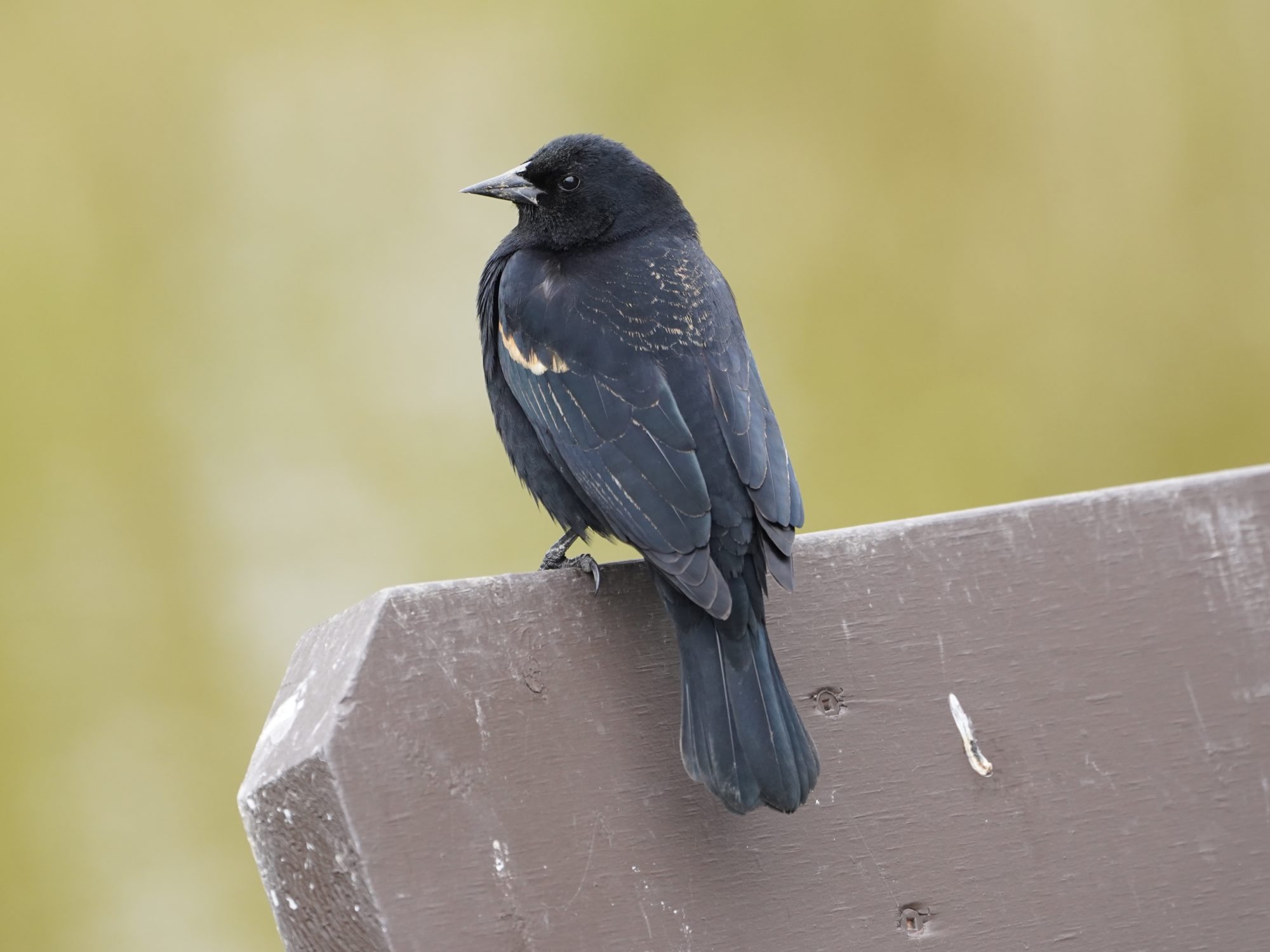 Red-winged Blackbird, male