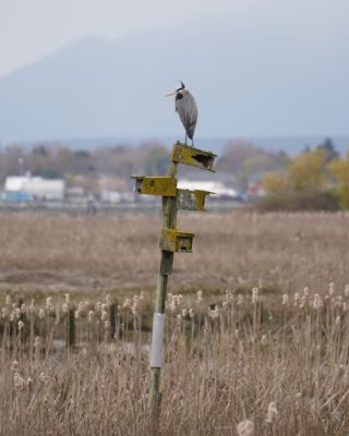 Great Blue Heron on a bird condo