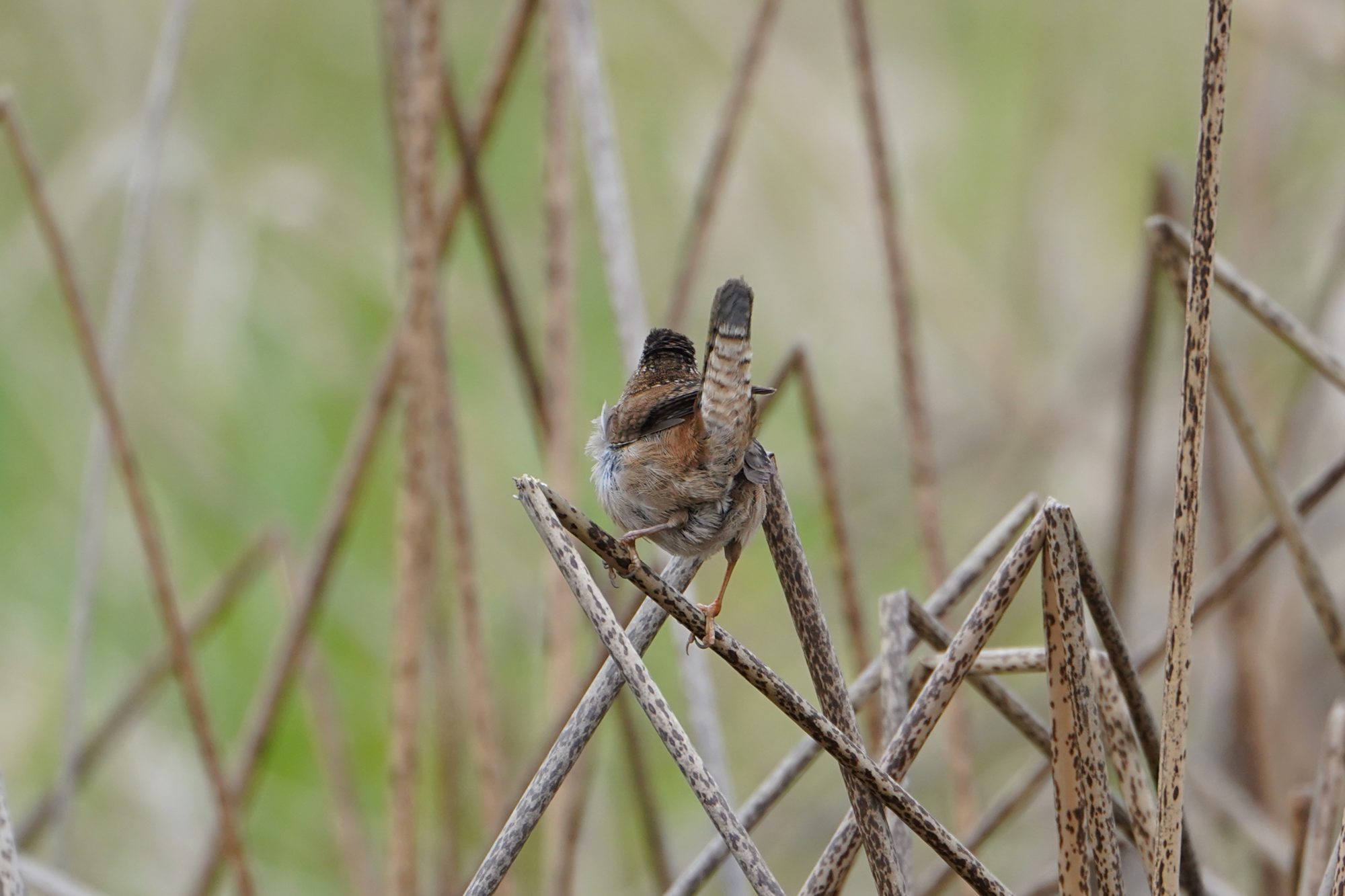 Marsh Wren