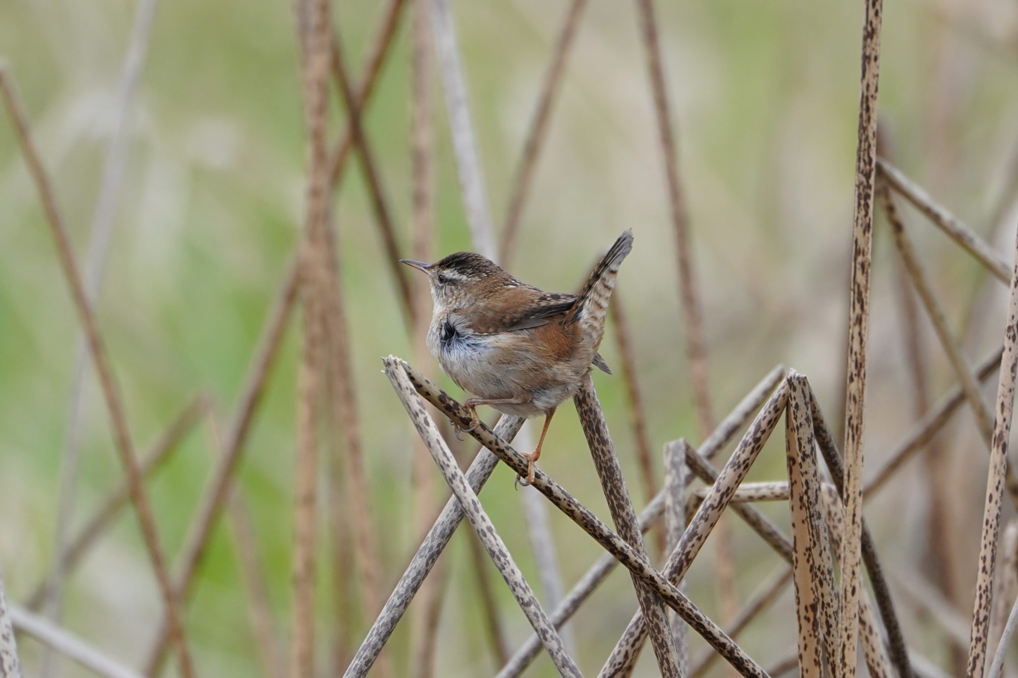 Marsh Wren