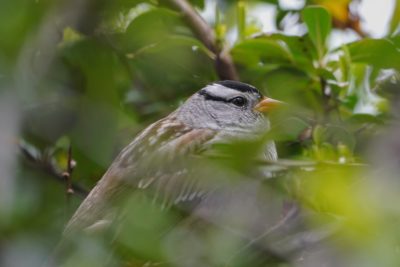 White-crowned Sparrow