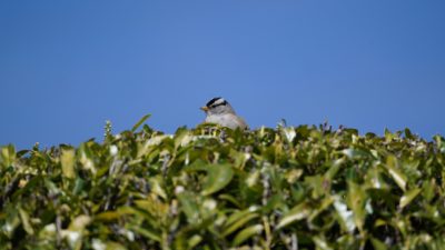 White-crowned Sparrow