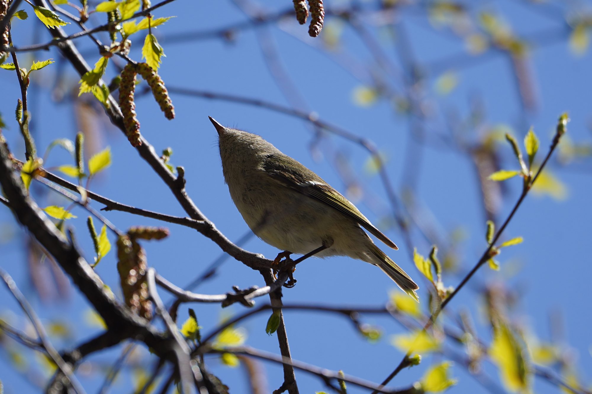 Ruby-crowned Kinglet