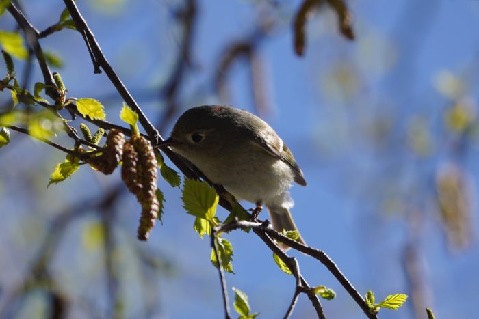 Ruby-crowned Kinglet