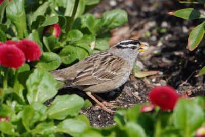 White-crowned Sparrow