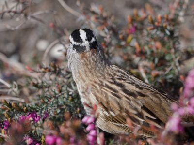 White-crowned Sparrow