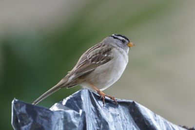 White-crowned Sparrow