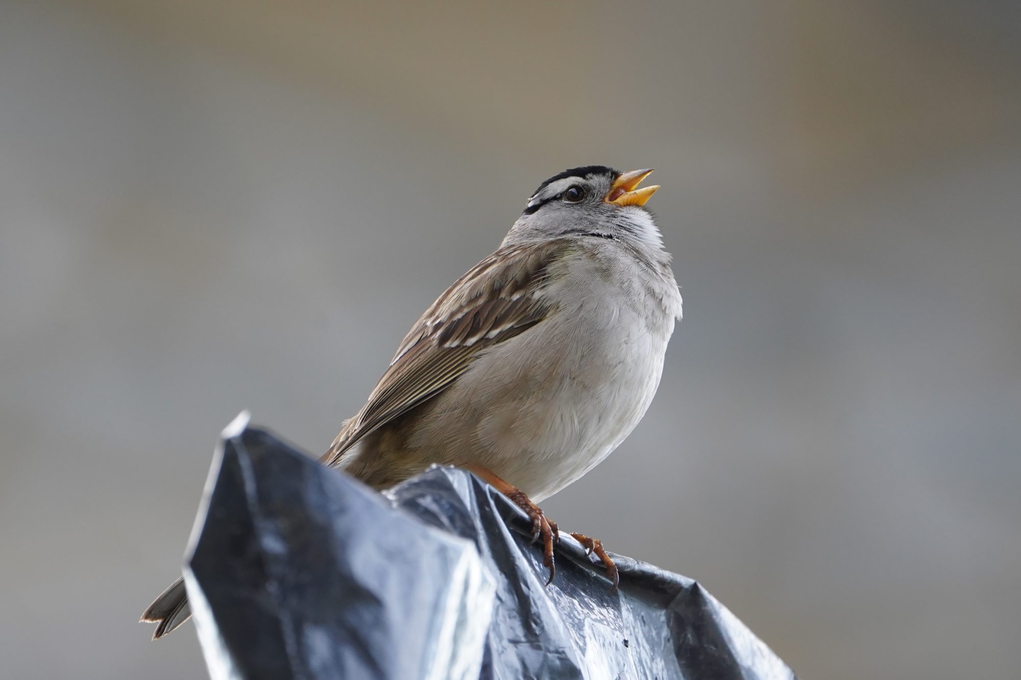 White-crowned Sparrow