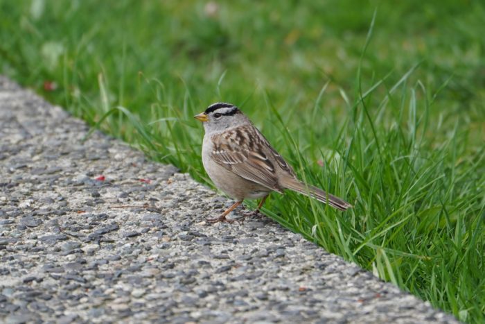 White-crowned Sparrow