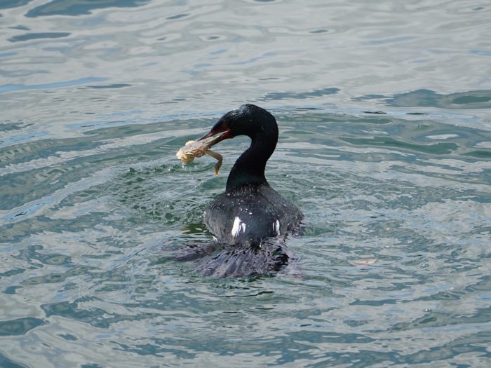 Pelagic Cormorant with crab