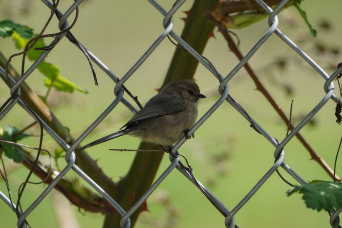 American Bushtit