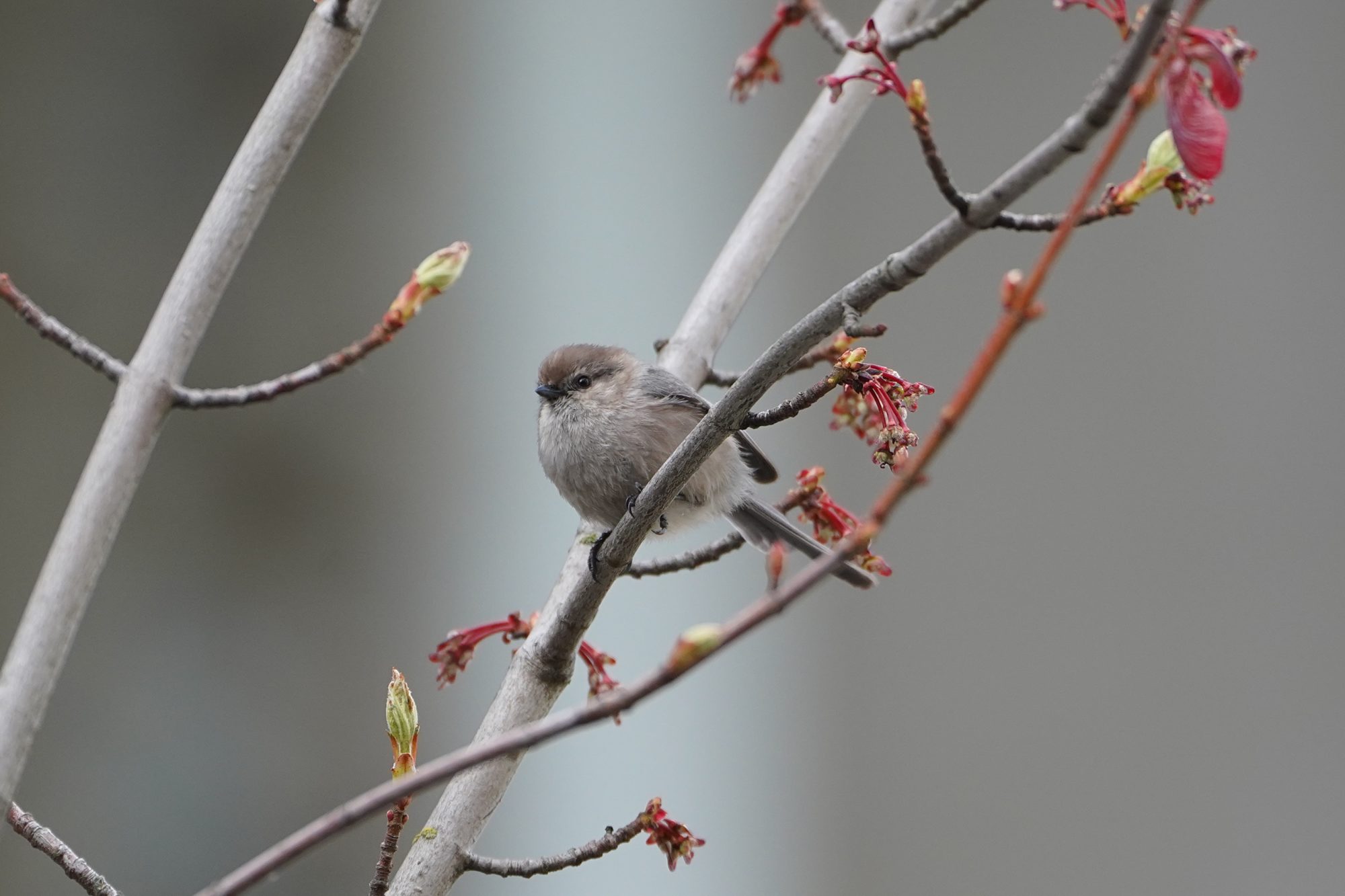 American Bushtit, male