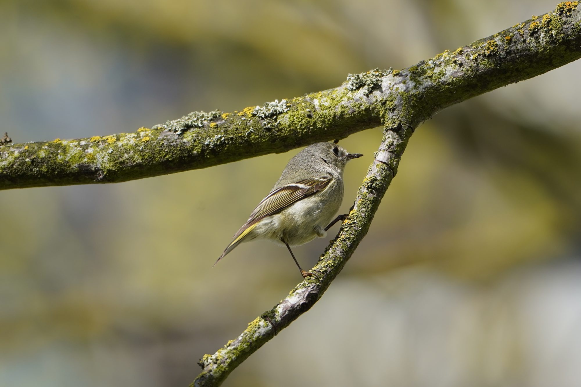 Ruby-crowned Kinglet