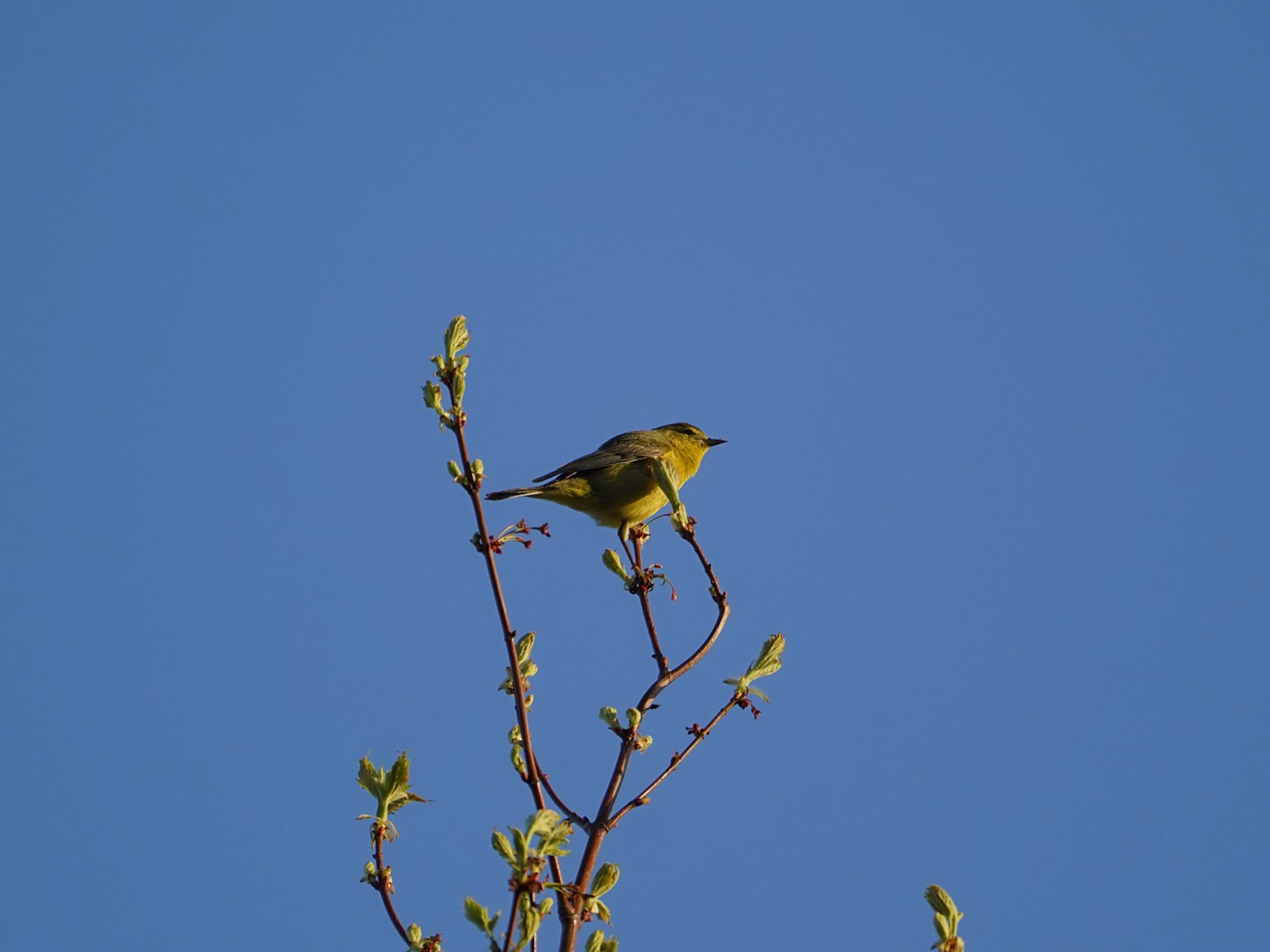 Orange-crowned Warbler