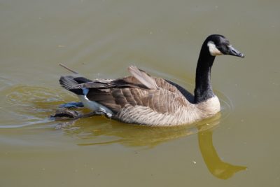 Canada Goose