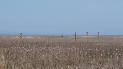 Bird condos