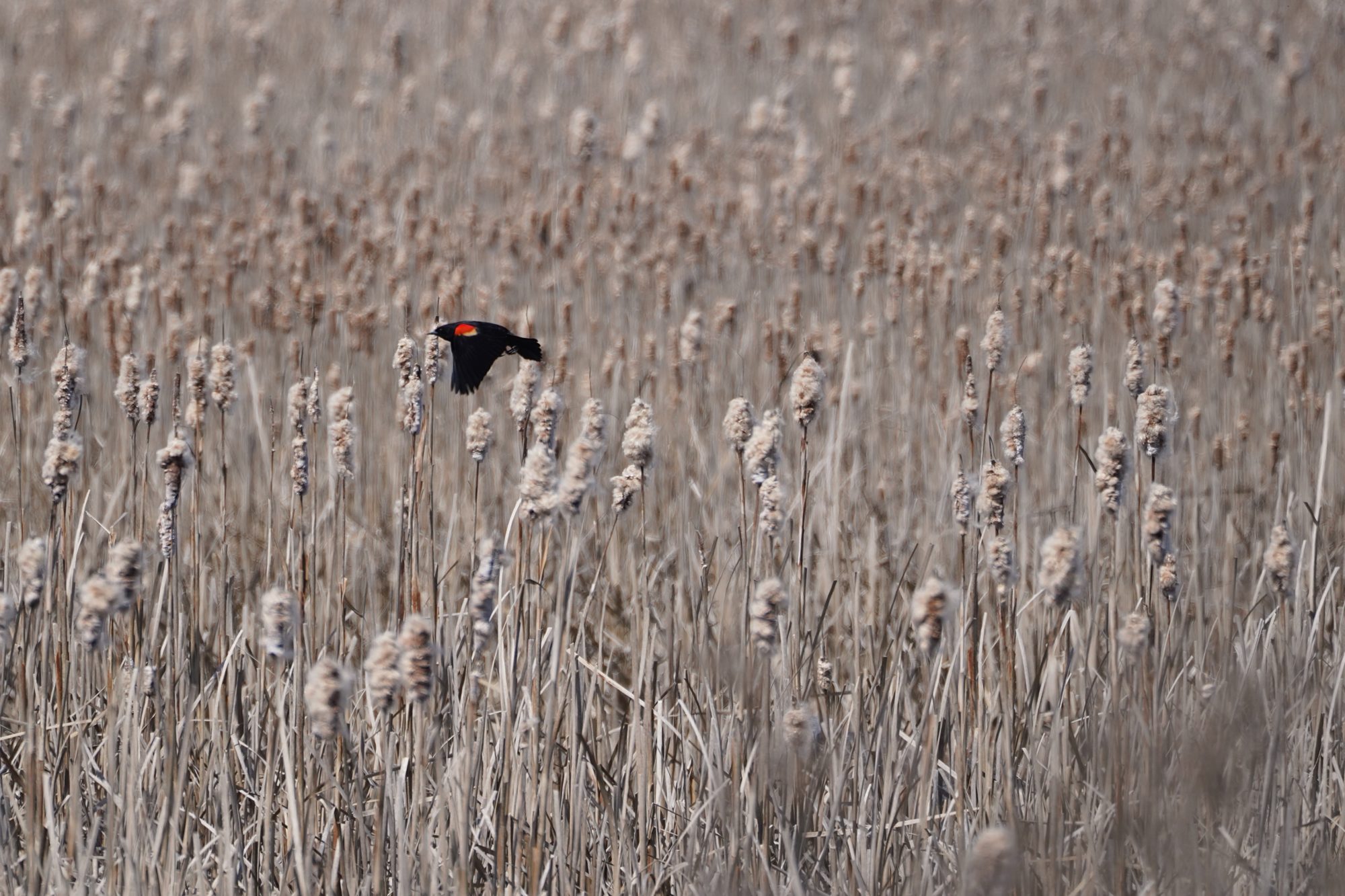 Red-winged Blackbird in flight