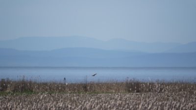 Marsh, mountains and heat haze