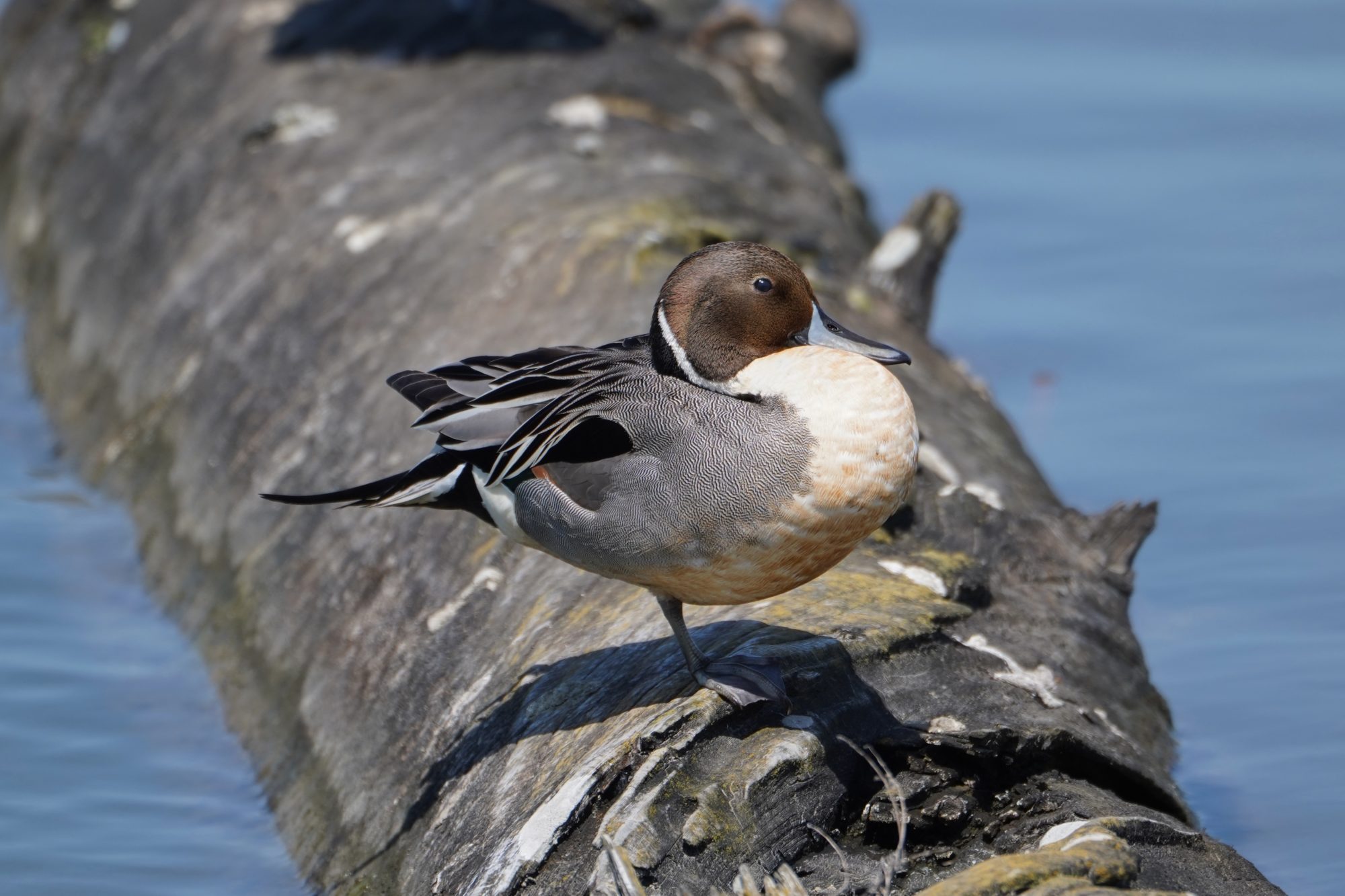 Northern Pintail