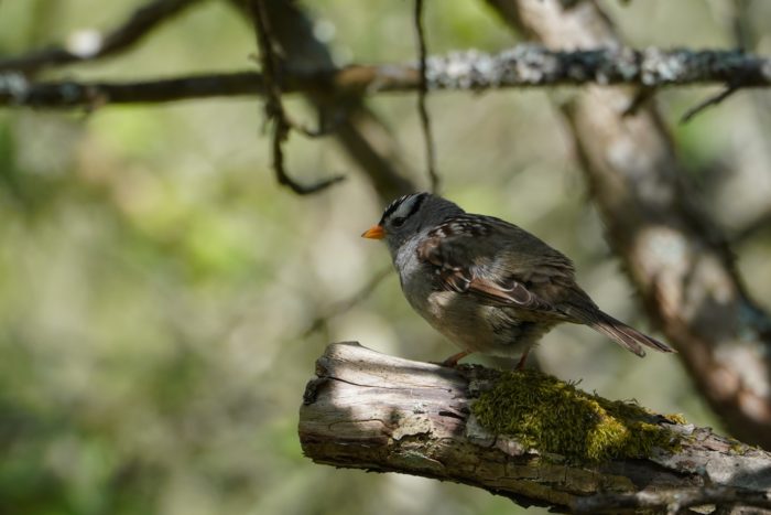 White-crowned Sparrow in the shade