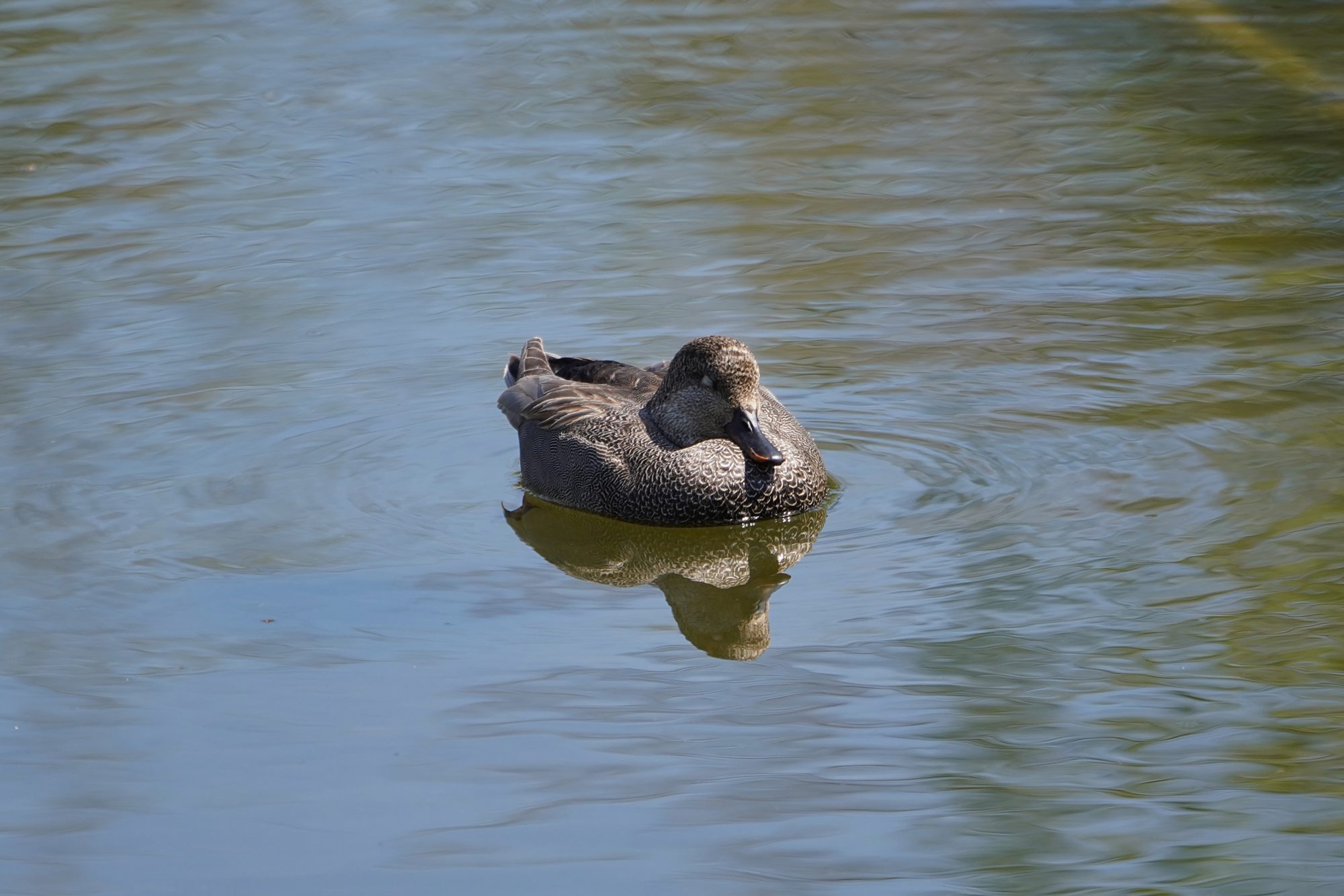 Gadwall napping